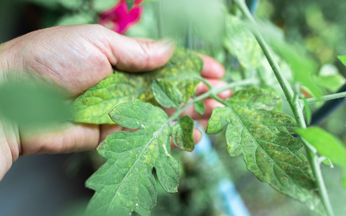 How-to-Combat-Powdery-Mildew-with-Home-Remedies