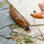 How to Get Rid of Slugs in Your Garden How-to-Get-Rid-of-Slugs-in-Your-Garden