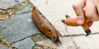 How to Get Rid of Slugs in Your Garden How-to-Get-Rid-of-Slugs-in-Your-Garden
