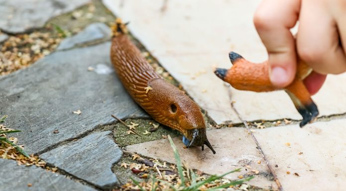 How to Get Rid of Slugs in Your Garden How-to-Get-Rid-of-Slugs-in-Your-Garden