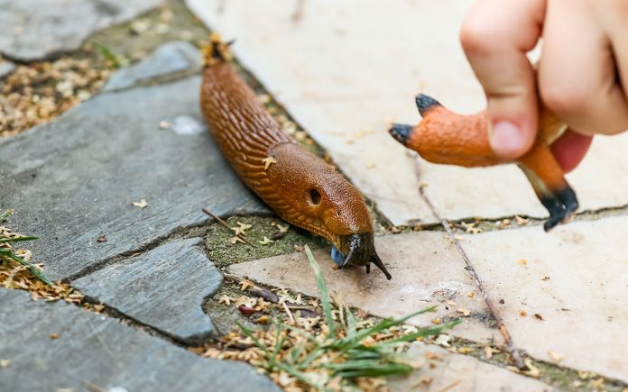 How-to-Get-Rid-of-Slugs-in-Your-Garden