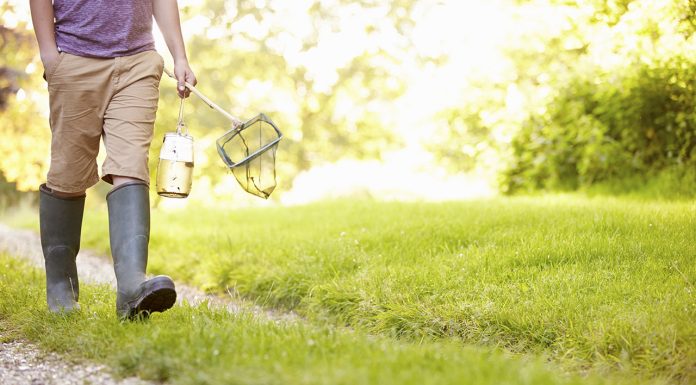 How to Remove Grass Weeds from Lawns How-to-Remove-Grass-Weeds-from-Lawns