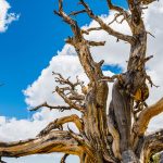 How to Tell if a Tree Is Dead How-to-Tell-if-a-Tree-Is-Dead