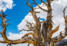 How to Tell if a Tree Is Dead How-to-Tell-if-a-Tree-Is-Dead