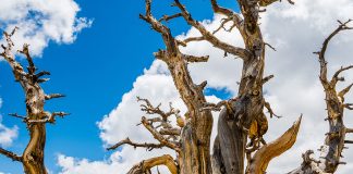 How to Tell if a Tree Is Dead How-to-Tell-if-a-Tree-Is-Dead
