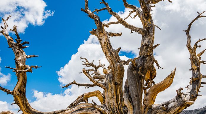 How to Tell if a Tree Is Dead How-to-Tell-if-a-Tree-Is-Dead