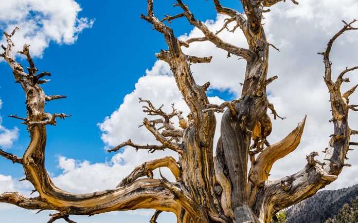 How-to-Tell-if-a-Tree-Is-Dead