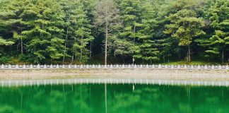 How to clean green water from a pond How-to-clean-green-water-from-a-pond