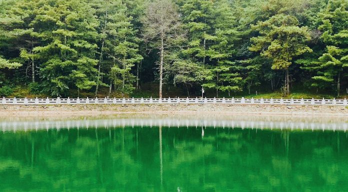 How to clean green water from a pond How-to-clean-green-water-from-a-pond