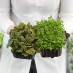 How to fumigate plants with natural products How-to-fumigate-plants-with-natural-products