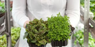 How to fumigate plants with natural products How-to-fumigate-plants-with-natural-products