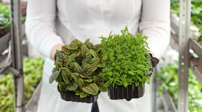 How to fumigate plants with natural products How-to-fumigate-plants-with-natural-products