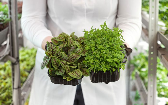How-to-fumigate-plants-with-natural-products