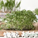 How to make an eco-friendly garden How-to-make-an-eco-friendly-garden