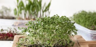 How to make an eco-friendly garden How-to-make-an-eco-friendly-garden