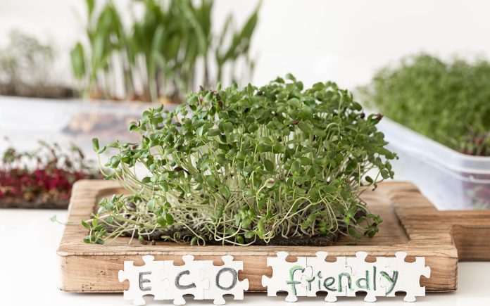 How-to-make-an-eco-friendly-garden