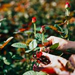 How to transplant rose bushes step by step How-to-transplant-rose-bushes-step-by-step