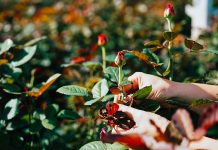 How to transplant rose bushes step by step How-to-transplant-rose-bushes-step-by-step