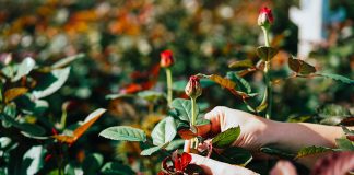 How to transplant rose bushes step by step How-to-transplant-rose-bushes-step-by-step