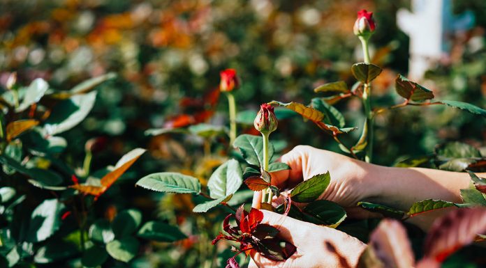 How to transplant rose bushes step by step How-to-transplant-rose-bushes-step-by-step