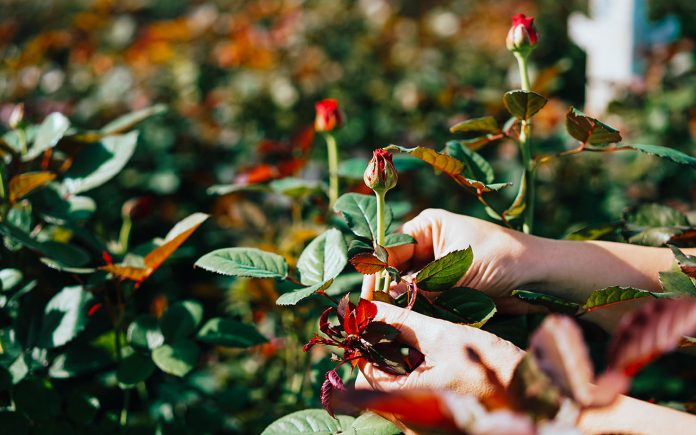 How-to-transplant-rose-bushes-step-by-step