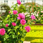 Ideas for creating a garden with rose bushes Ideas-for-creating-a-garden-with-rose-bushes