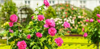 Ideas for creating a garden with rose bushes Ideas-for-creating-a-garden-with-rose-bushes