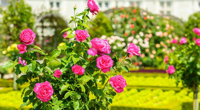 Ideas for creating a garden with rose bushes Ideas-for-creating-a-garden-with-rose-bushes