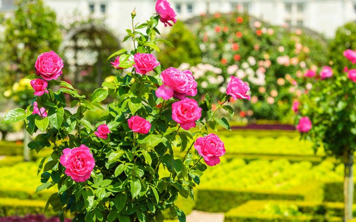 Ideas-for-creating-a-garden-with-rose-bushes