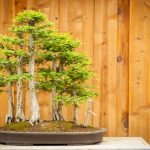 Kiryuzuna: what it is and what it is for Kiryuzuna-what-it-is-and-what-it-is-for