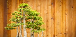 Kiryuzuna: what it is and what it is for Kiryuzuna-what-it-is-and-what-it-is-for