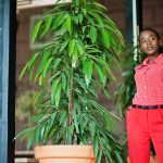 Marquise plant: care Marquise-plant-care