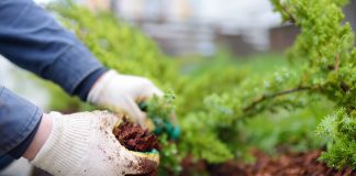 Mulching: what it is, types and how to use it Mulching-what-it-is-types-and-how-to-use-it