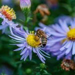 Plants and Flowers That Attract Bees Plants-and-Flowers-That-Attract-Bees