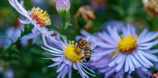 Plants and Flowers That Attract Bees Plants-and-Flowers-That-Attract-Bees