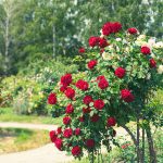 Secrets to growing roses Secrets-to-growing-roses