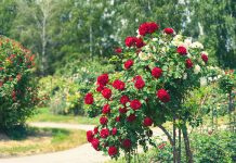 Secrets to growing roses Secrets-to-growing-roses