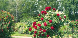 Secrets to growing roses Secrets-to-growing-roses