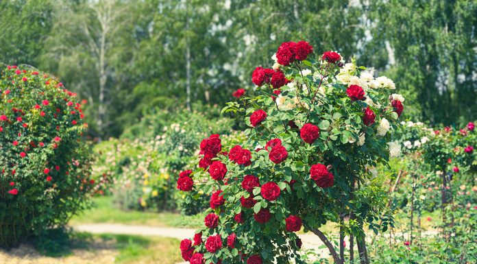 Secrets to growing roses Secrets-to-growing-roses