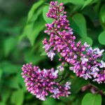 Should you prune the lilac plant? Should-you-prune-the-lilac-plant