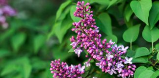 Should you prune the lilac plant? Should-you-prune-the-lilac-plant