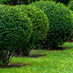 Shrubs for living fences Shrubs-for-living-fences