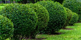 Shrubs for living fences Shrubs-for-living-fences