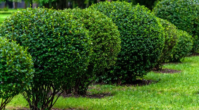 Shrubs for living fences Shrubs-for-living-fences