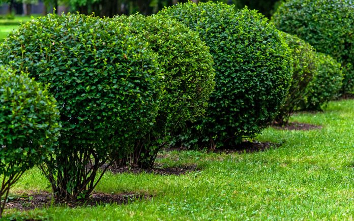 Shrubs-for-living-fences