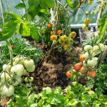 The advantages of having a vegetable garden at home The-advantages-of-having-a-vegetable-garden-at-home