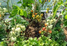 The advantages of having a vegetable garden at home The-advantages-of-having-a-vegetable-garden-at-home