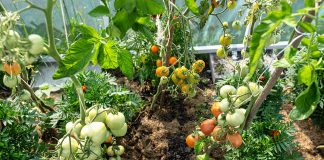 The advantages of having a vegetable garden at home The-advantages-of-having-a-vegetable-garden-at-home