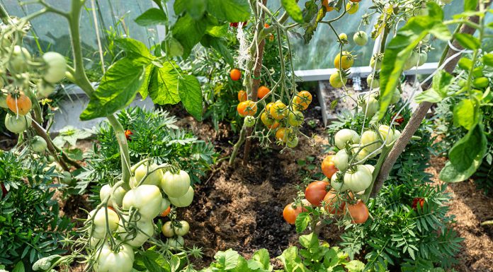 The advantages of having a vegetable garden at home The-advantages-of-having-a-vegetable-garden-at-home