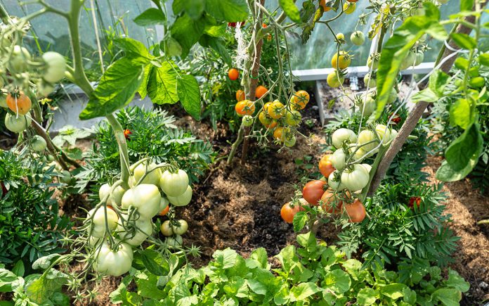 The-advantages-of-having-a-vegetable-garden-at-home